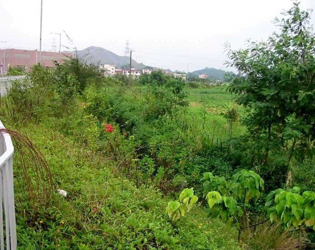 shrubplantingtofloodstoragearea.jpg